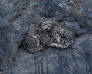 Pakistan to Declare Snow Leopard as International Symbol of Climate Adaptation