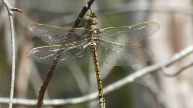 The Disappearance of the Dragonfly