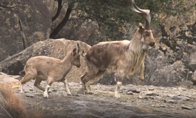 American hunter hunts Astore markhor in Gilgit