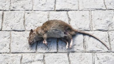 Dead rat found in water pipeline in Burmas Pain