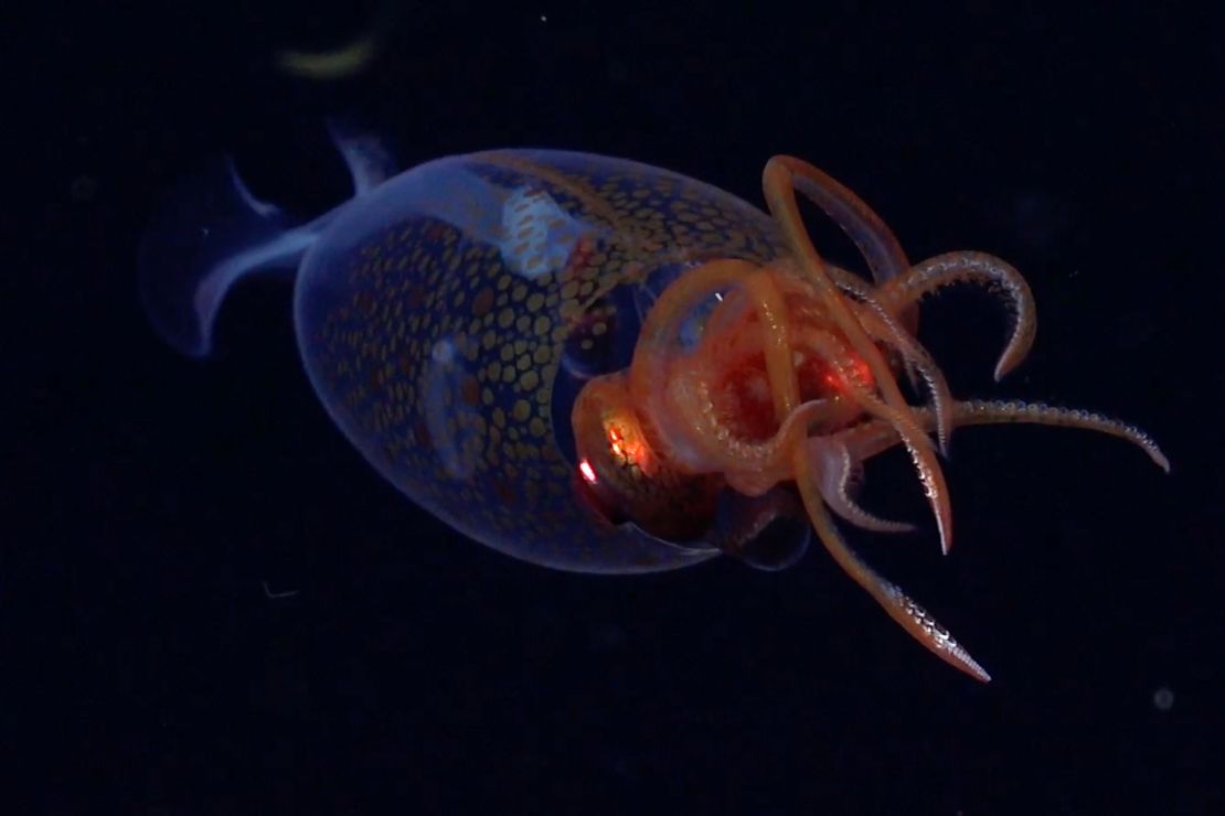 Rare footage captures Colossal Squid alive in ocean for first time