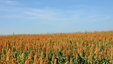 Pakistan aims to capture 2.6 billion Chinese sorghum market