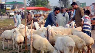 Eid-ul-Azha 2025: Sacrificial animals expected prices in Pakistan