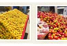 Top fruit varieties grown in Swat and Gilgit: A regional yield guide