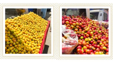 Top fruit varieties grown in Swat and Gilgit: A regional yield guide