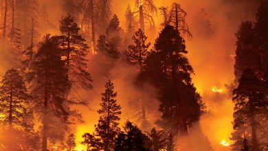 Forest fires in Pakistan: A national emergency with a focus on Khyber Pakhtunkhwa