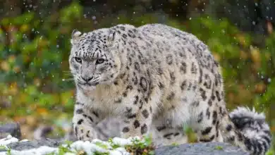 Pakistan announces 2025 Wildlife Protection Award winners