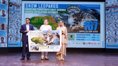 Pakistan reveals first-ever Snow Leopard population estimate