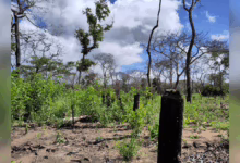 New interactive map reveals deforestation driving local temperature spikes up