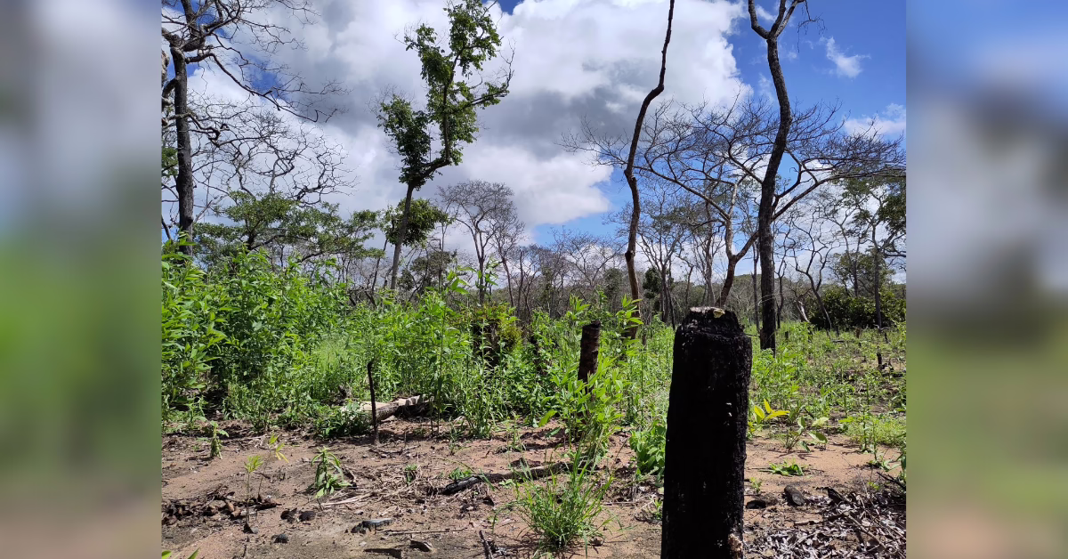 New interactive map reveals deforestation driving local temperature spikes up